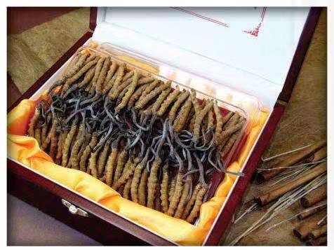 庄浪冬虫夏草回收